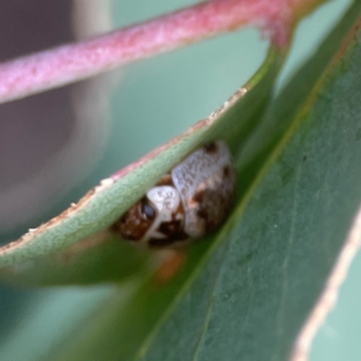 Paropsisterna m-fuscum (Eucalyptus Leaf Beetle) at Greenleigh, NSW - 17 Apr 2024 by Hejor1