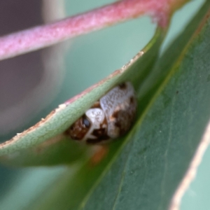 Paropsisterna m-fuscum (Eucalyptus Leaf Beetle) at QPRC LGA by Hejor1
