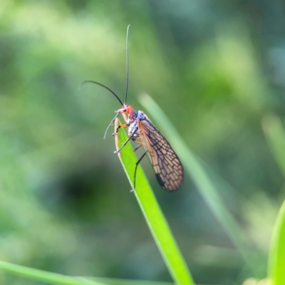 Chorista australis (Autumn scorpion fly) at Greenleigh, NSW - 17 Apr 2024 by Hejor1