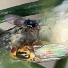 Unidentified Other true fly at Greenleigh, NSW - 17 Apr 2024 by Hejor1