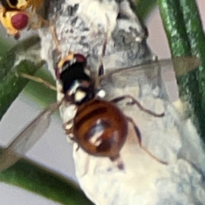 Bactrocera sp. (genus) (A fruit fly) at QPRC LGA - 17 Apr 2024 by Hejor1