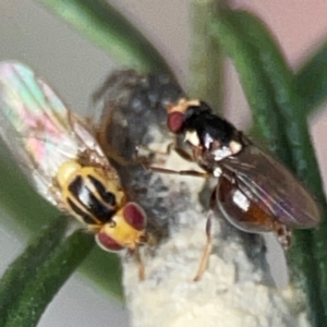 Bactrocera sp. (genus) at QPRC LGA - 17 Apr 2024