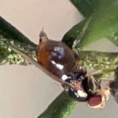 Bactrocera sp. (genus) at QPRC LGA - 17 Apr 2024