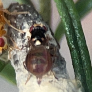 Bactrocera sp. (genus) at QPRC LGA - 17 Apr 2024