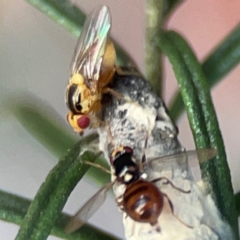 Unidentified Other true fly at Greenleigh, NSW - 17 Apr 2024 by Hejor1