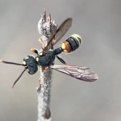 Unidentified Sand or digger wasp (Crabronidae or Sphecidae) at Greenleigh, NSW - 17 Apr 2024 by Hejor1