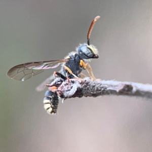 Cerceris sp. (genus) at QPRC LGA - 17 Apr 2024