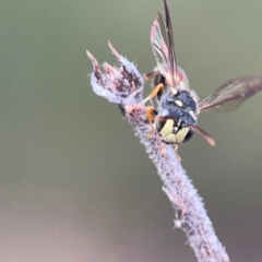 Cerceris sp. (genus) at QPRC LGA - 17 Apr 2024