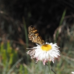 Oreixenica lathoniella at Bimberi Nature Reserve - 26 Feb 2024