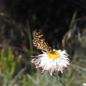 Oreixenica lathoniella at Bimberi Nature Reserve - 26 Feb 2024