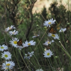 Oreixenica lathoniella at Bimberi Nature Reserve - 26 Feb 2024