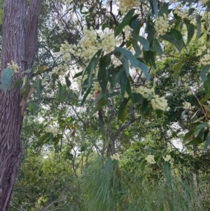 Acacia flavescens (Primrose Ball Wattle) at Clemant, QLD by LyndalT