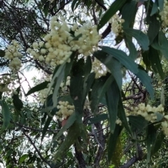 Acacia flavescens at Clemant, QLD - 16 Apr 2024 04:03 PM