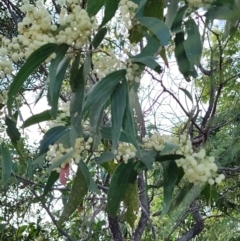 Acacia flavescens at Clemant, QLD - 16 Apr 2024 04:03 PM