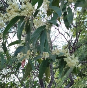 Acacia flavescens at Clemant, QLD - 16 Apr 2024 04:03 PM