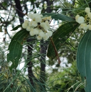 Acacia flavescens at Clemant, QLD - 16 Apr 2024