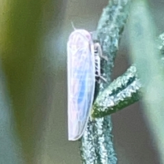 Cicadellidae (family) (Unidentified leafhopper) at QPRC LGA - 17 Apr 2024 by Hejor1