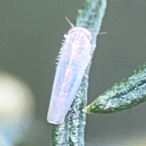 Cicadellidae (family) at QPRC LGA - 17 Apr 2024