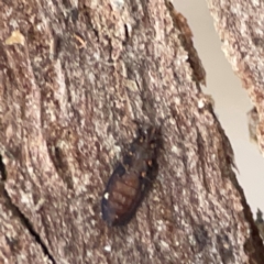 Armadillidium vulgare at Greenleigh, NSW - 17 Apr 2024 by Hejor1