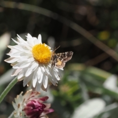 Unidentified Geometer moth (Geometridae) at Brindabella, NSW - 26 Feb 2024 by RAllen