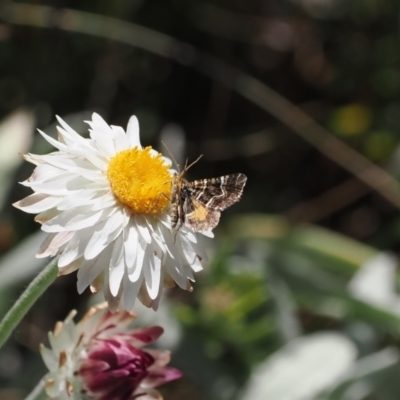 Unidentified Geometer moth (Geometridae) at Brindabella, NSW - 26 Feb 2024 by RAllen