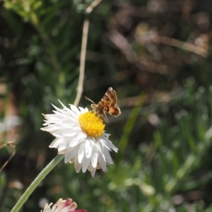 Chrysolarentia euclidiata at Bimberi Nature Reserve - 26 Feb 2024