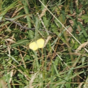 Eurema smilax at Brindabella, NSW - 26 Feb 2024