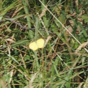 Eurema smilax (Small Grass-yellow) at Brindabella, NSW by RAllen