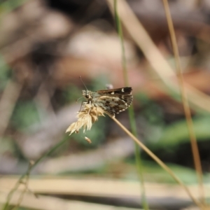 Anisynta monticolae at Brindabella, NSW - 26 Feb 2024