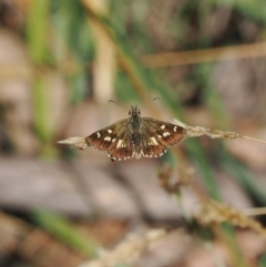 Anisynta monticolae at Brindabella, NSW - 26 Feb 2024