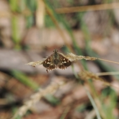 Anisynta monticolae at Brindabella, NSW - 26 Feb 2024