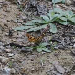 Heteronympha solandri (Solander's Brown) at Namadgi National Park - 26 Feb 2024 by RAllen