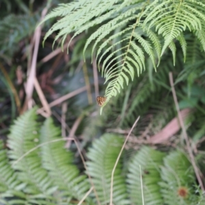 Oreixenica lathoniella at Namadgi National Park - 26 Feb 2024