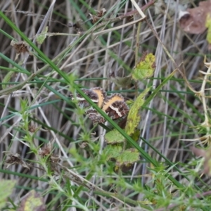 Chrysolarentia vicissata at Namadgi National Park - 26 Feb 2024