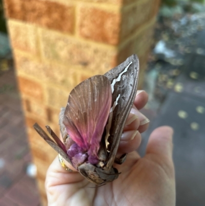 Unidentified Swift and Ghost moth (Hepialidae) at Wellard, WA - 16 Apr 2024 by Amanda17