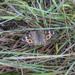 Junonia villida (Meadow Argus) at Ainslie, ACT - 8 Apr 2024 by AmyJB