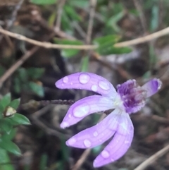 Cyanicula caerulea (Blue Fingers, Blue Fairies) at Yarralumla, ACT - 27 Aug 2023 by Venture