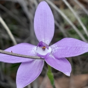 Glossodia major at Black Mountain - suppressed