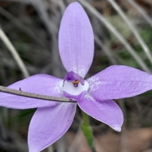 Glossodia major (Wax Lip Orchid) at Black Mountain by Venture