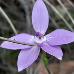 Glossodia major at Black Mountain - suppressed