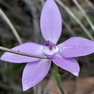 Glossodia major at Black Mountain - suppressed