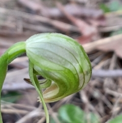 Pterostylis nutans (Nodding Greenhood) at Black Mountain - 2 Sep 2023 by Venture