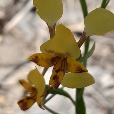 Diuris nigromontana (Black Mountain Leopard Orchid) at Aranda, ACT - 24 Sep 2023 by Venture