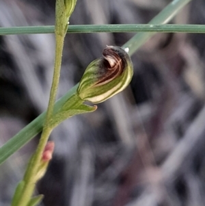 Speculantha rubescens at Black Mountain - 3 Mar 2024