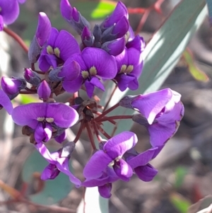 Hardenbergia violacea at Black Mountain - 15 Jul 2023 02:19 PM