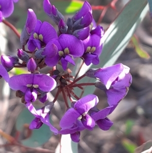 Hardenbergia violacea (False Sarsaparilla) at Black Mountain by Venture