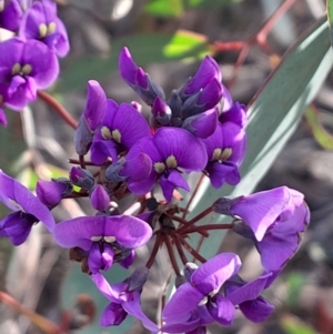 Hardenbergia violacea at Black Mountain - 15 Jul 2023 02:19 PM