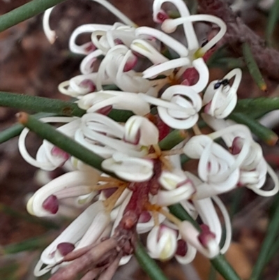 Hakea decurrens subsp. decurrens (Bushy Needlewood) at Acton, ACT - 12 Jun 2023 by Venture