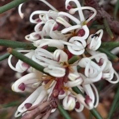 Hakea decurrens subsp. decurrens (Bushy Needlewood) at Black Mountain - 12 Jun 2023 by Venture
