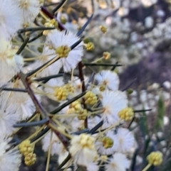 Acacia genistifolia (Early Wattle) at Acton, ACT - 20 Jul 2023 by Venture